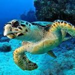 A green sea turtle gracefully swimming in the ocean. by Chasing the Sun Vacations